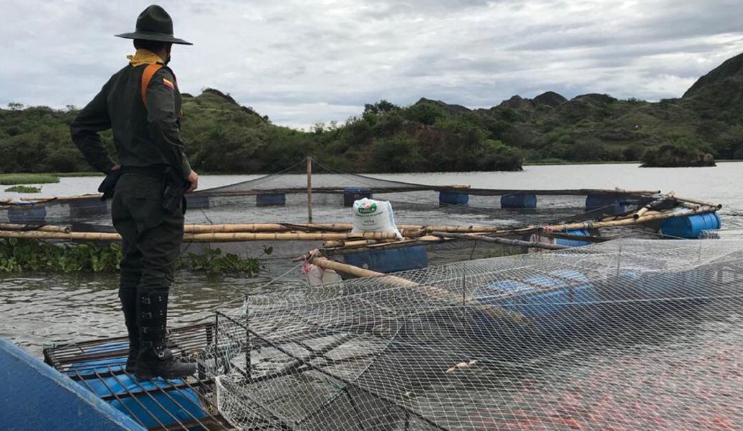 CAM suspende actividad a siete piscícolas ilegales en el Huila.