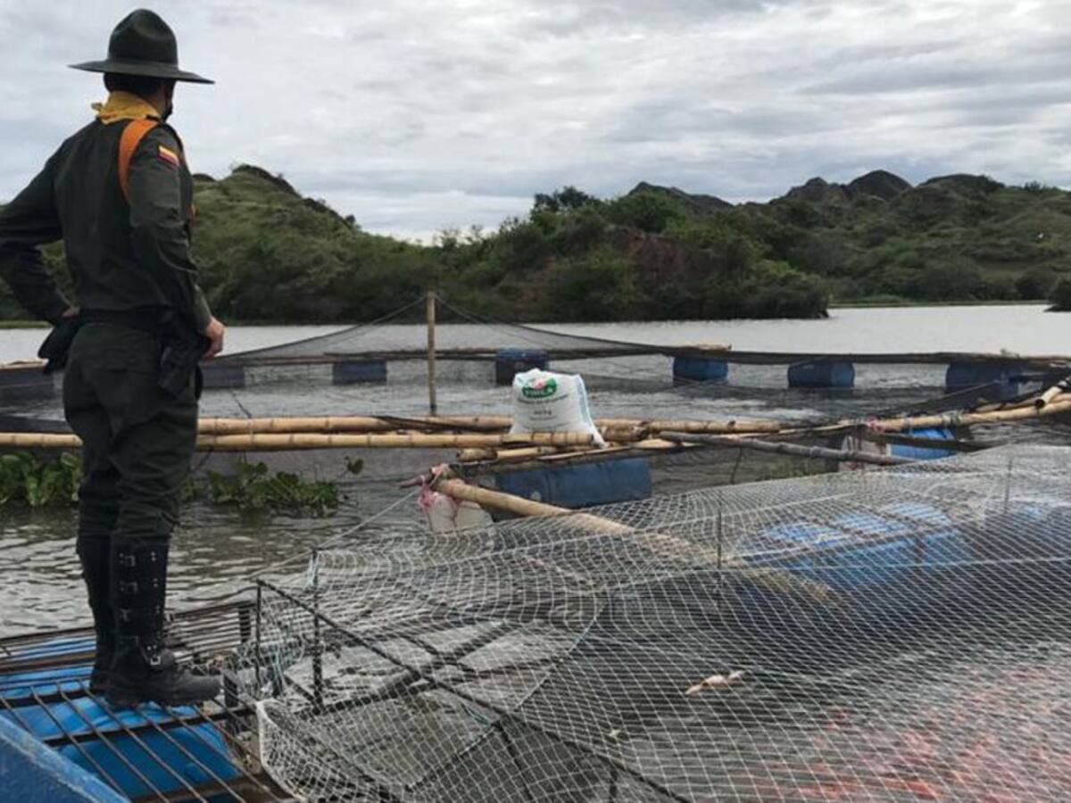 CAM suspende actividad a siete piscícolas ilegales en el Huila