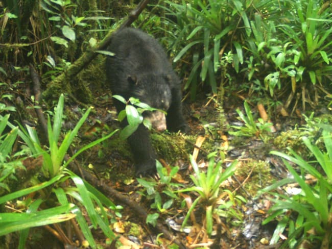Enternecedor video de oso de anteojos en Páramo de Miraflores