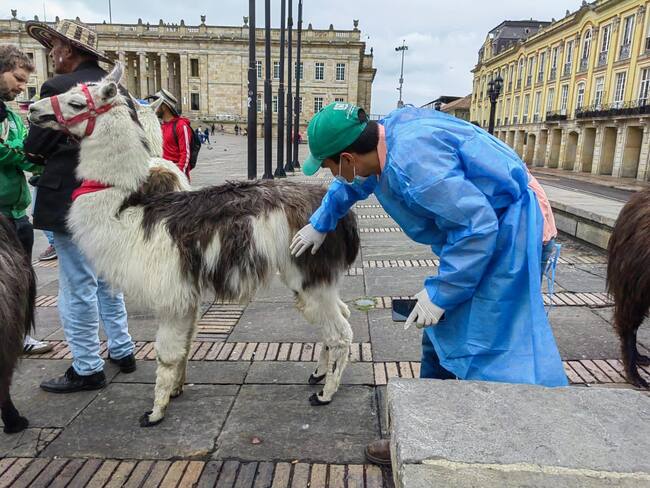 Autoridades rescatan a 3 llamas en la Plaza de Bolívar con varias afecciones