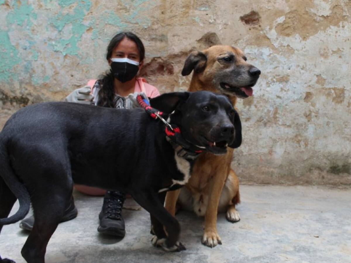 La historia de Jesús y sus perros que buscan nuevo hogar