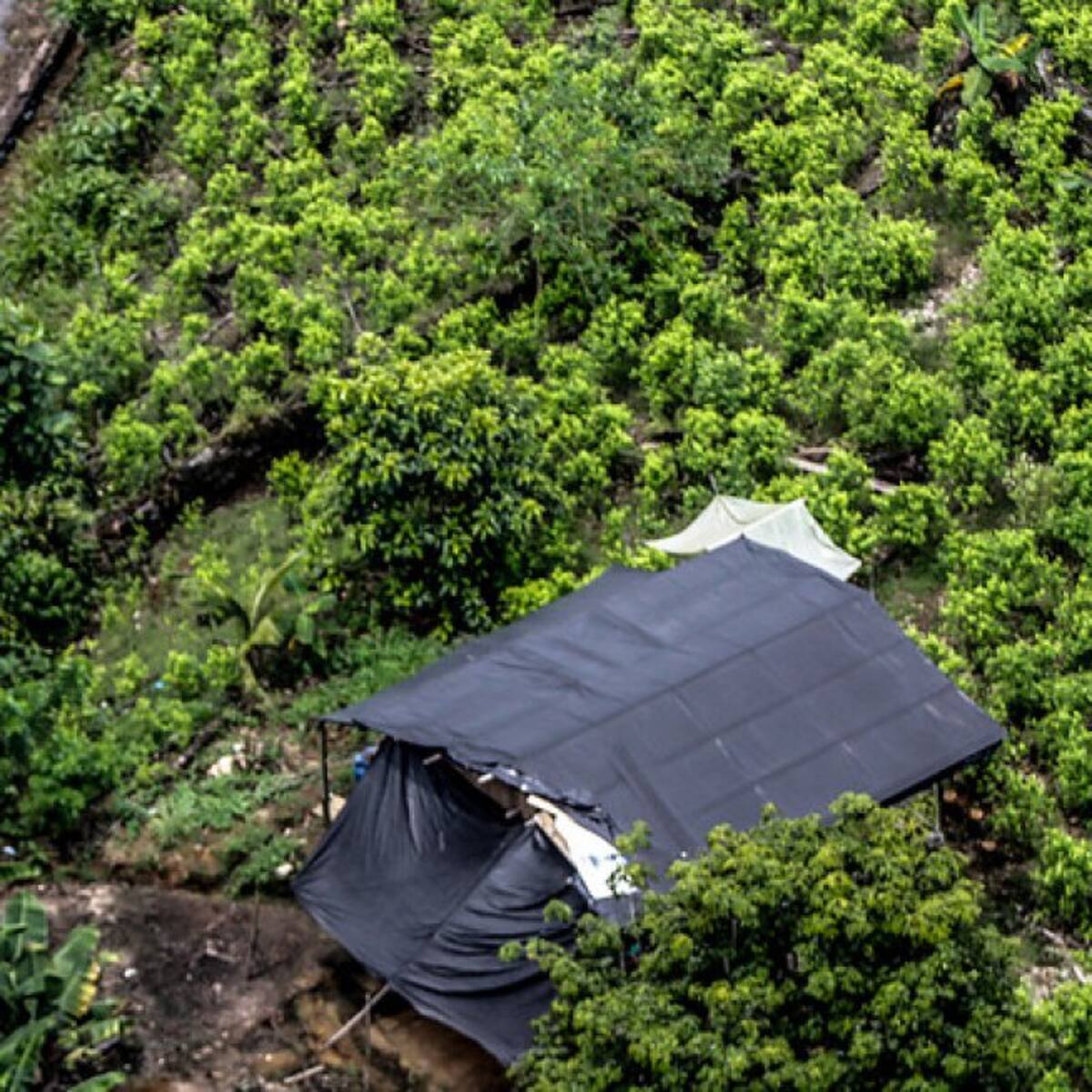 Petro plantea seguir con cultivos de coca: ¿Qué implicaciones tiene la propuesta?