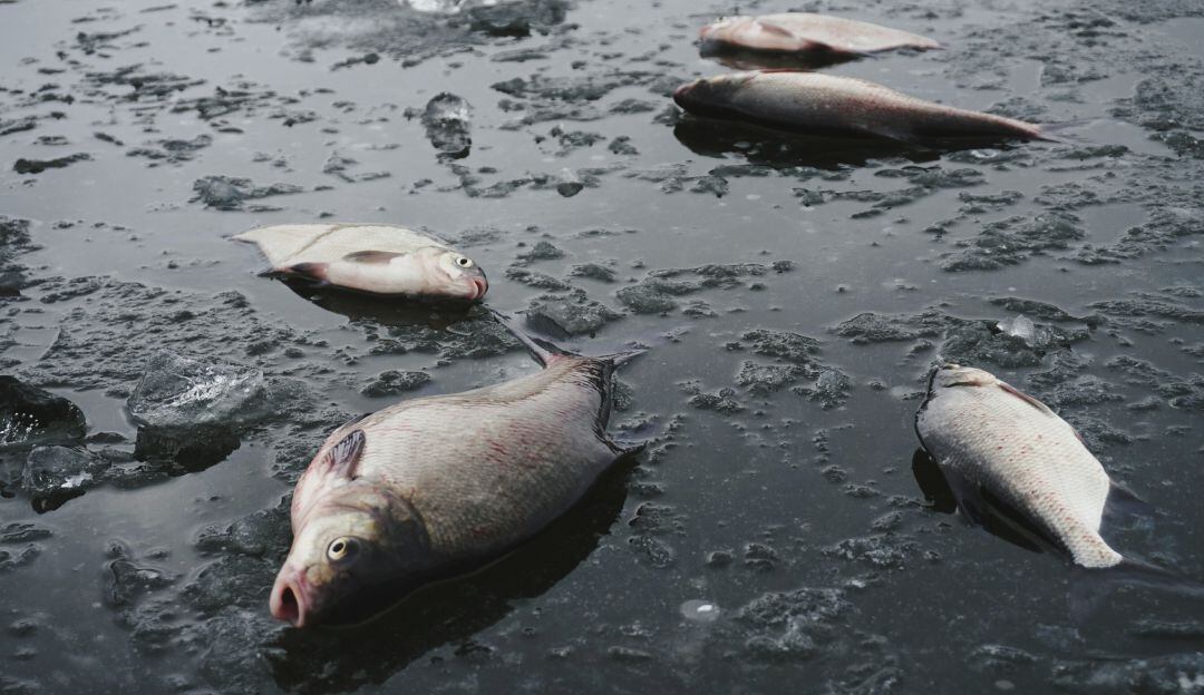 Peces muertos. Imagen de referencia