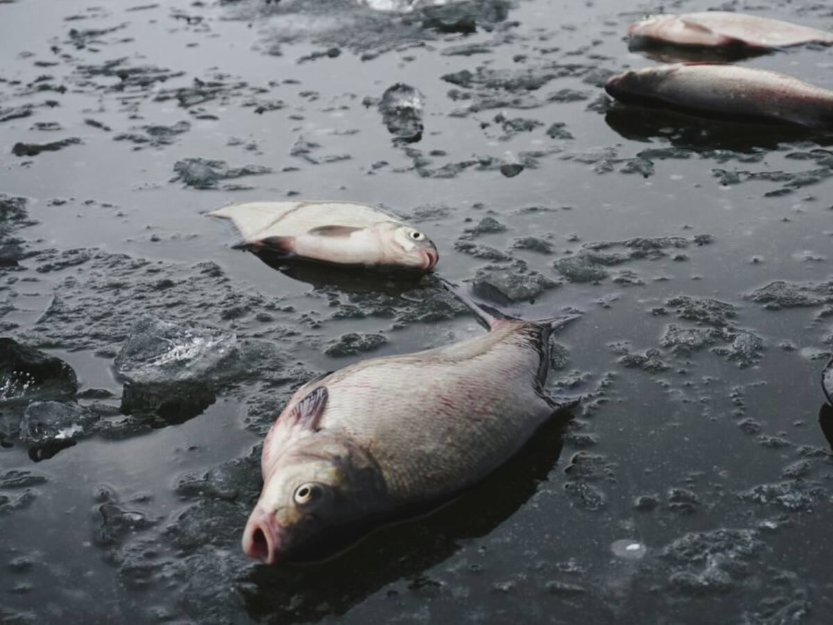 ¿Qué ocasionó la mortandad de peces en el río Carare?
