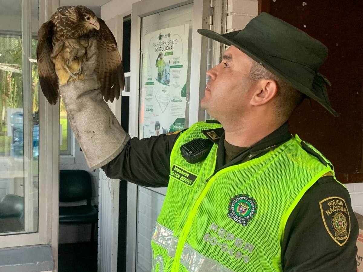 Rescatan en Risaralda tres aves silvestres y una guagua loba
