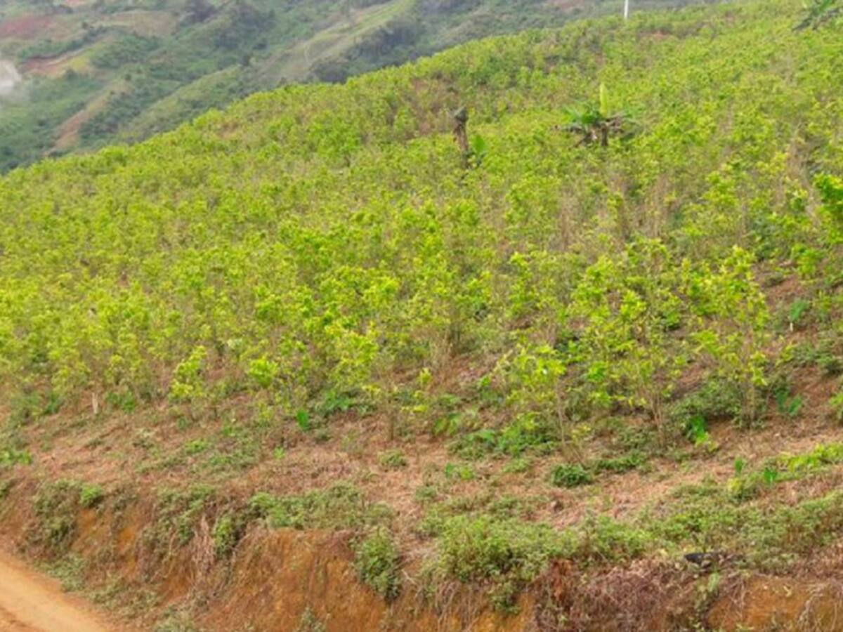 Tres cocaleros heridos por enfrentamientos entre Meta y Guaviare