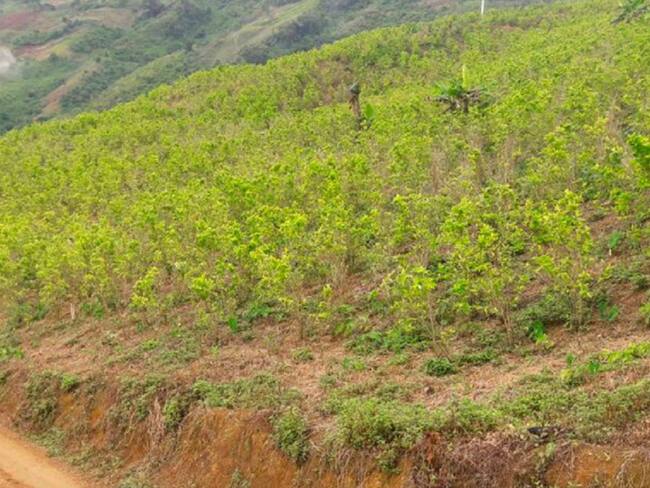 Tres cocaleros heridos por enfrentamientos entre Meta y Guaviare