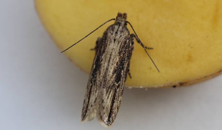 Polilla guatemalteca