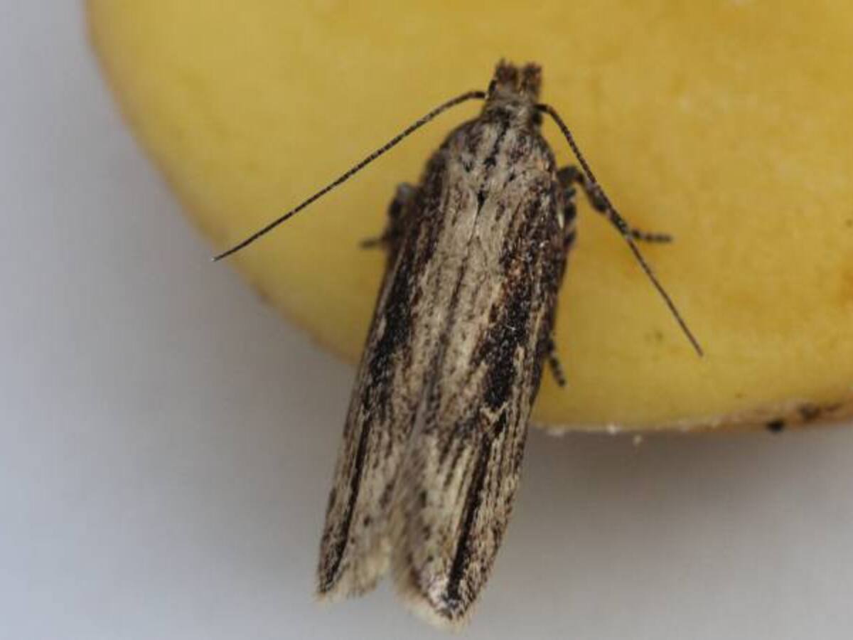 Con bioplaguicida ya es posible atacar polilla que destruye la papa