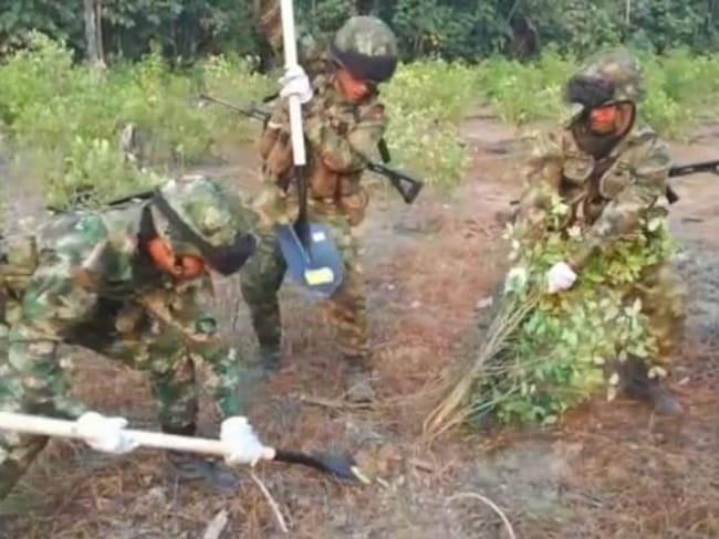 812.000 matas de coca fueron erradicadas por el Ejército en el Sur del país