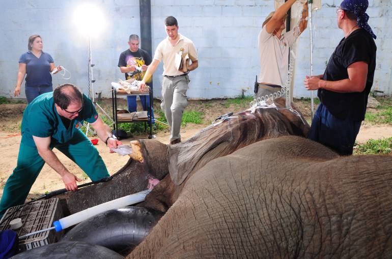 Procedimiento anterior a la que fue sometido el elefante por infección en sus colmillos