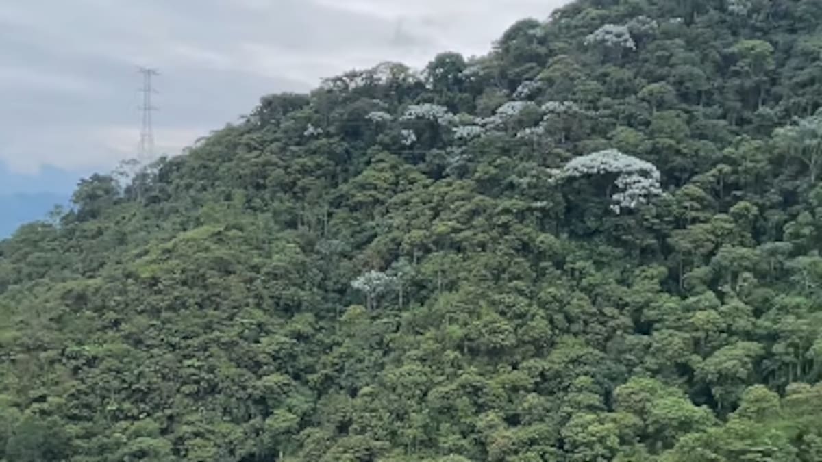 La Carder descubrió un ecocidio en la Reserva Forestal La Nona de Marsella