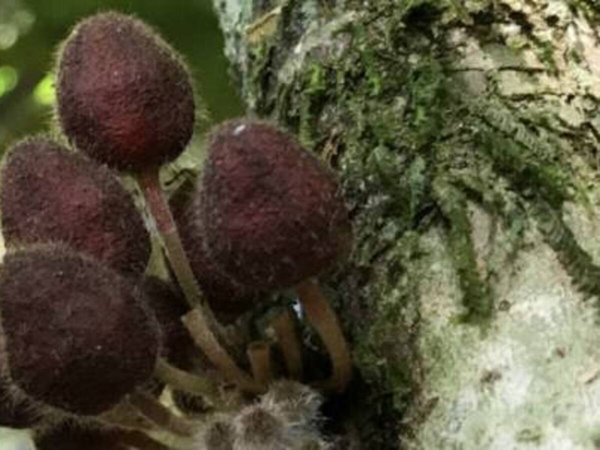 La expedición Cacao Bio llegó a Caquetá y Putumayo