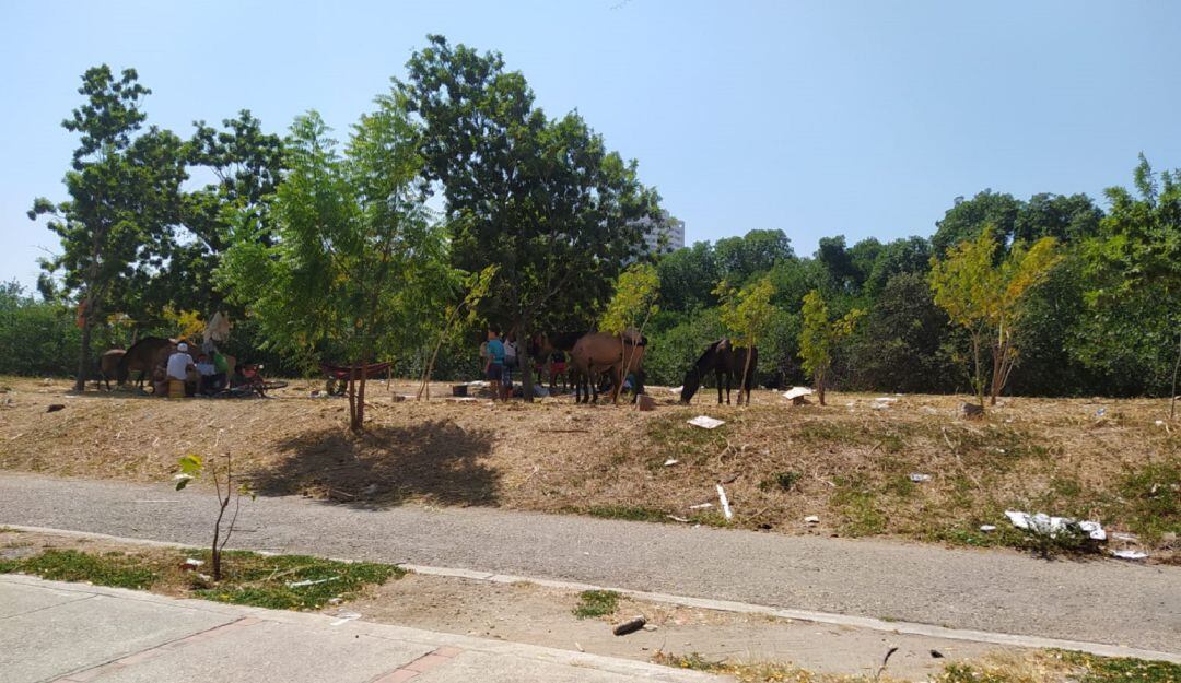 Vecinos de Asopopa manifiestan que son varios los caballos que desde hace varios días los situaron en esta zona