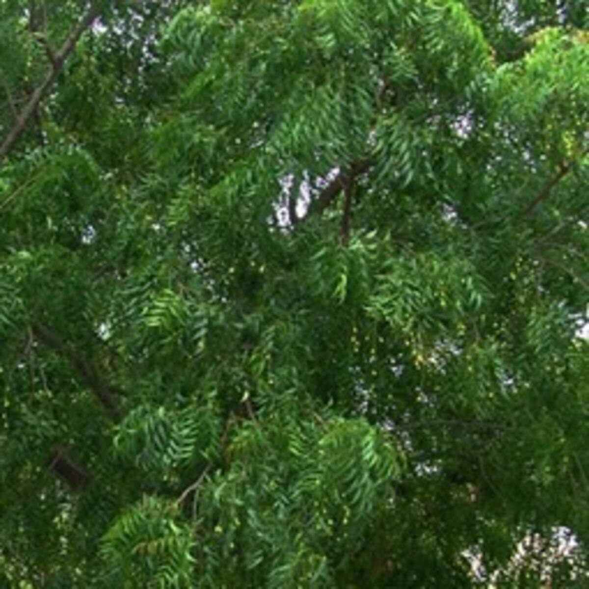 Con árbol de la India rehabilitan suelos degradados