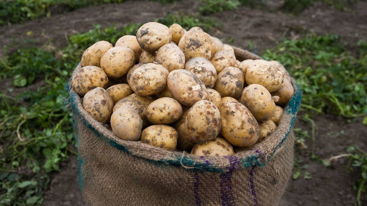 ¿Por qué subió el precio de la papa en Colombia? Cultivadores responden