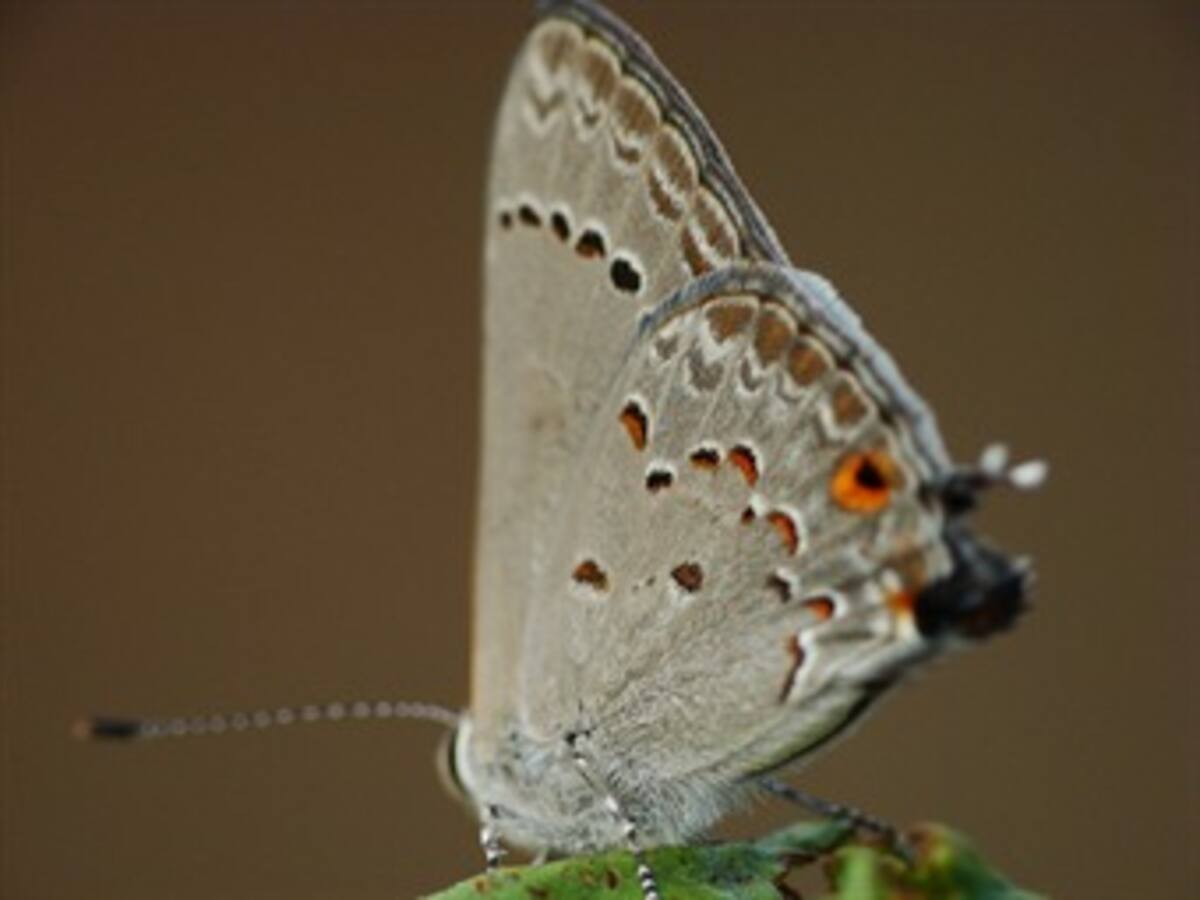 Mariposa reemplazaría fumigaciones con glifosato