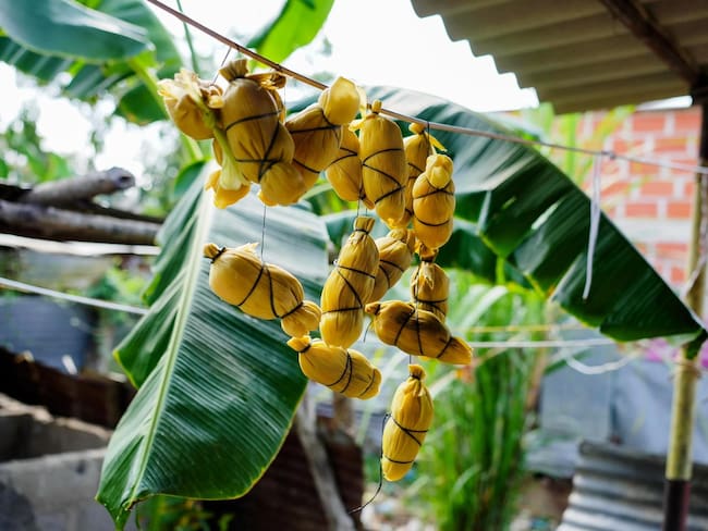 Festibollo 2025: Sabor, tradición y cultura en la Capital Mundial del Bollo de Mazorca