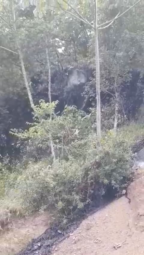 Nuevo atentado al oleoducto Caño Limón Coveñas en Norte de Santander. / Foto: Cortesía.