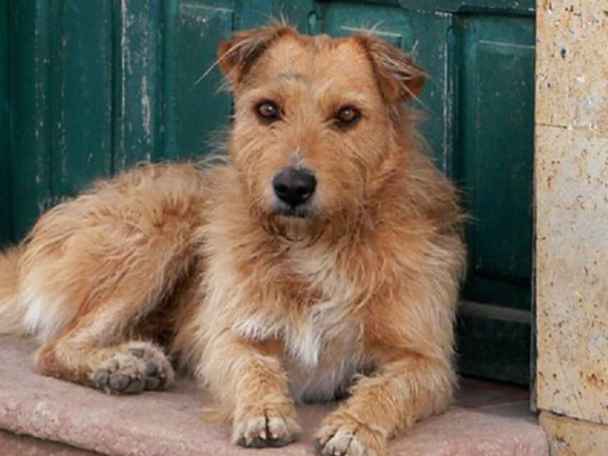 Alexandra y Carlos, la pareja que dejó la ciudad por sus mascotas