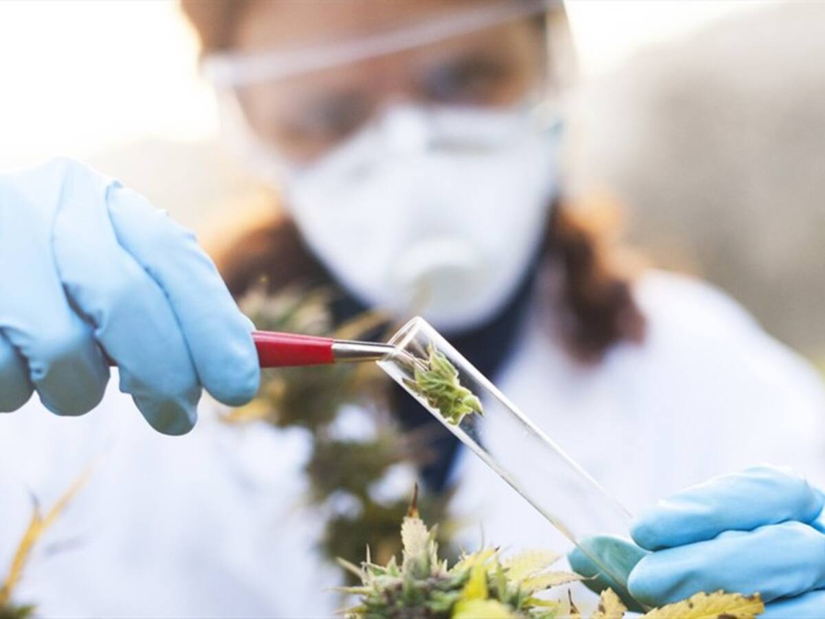 Uruguay incluiría el cannabis medicinal en la canasta básica de los prestadores de salud