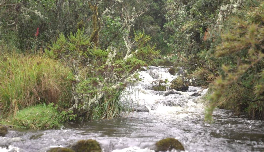 Páramo de Chingaza