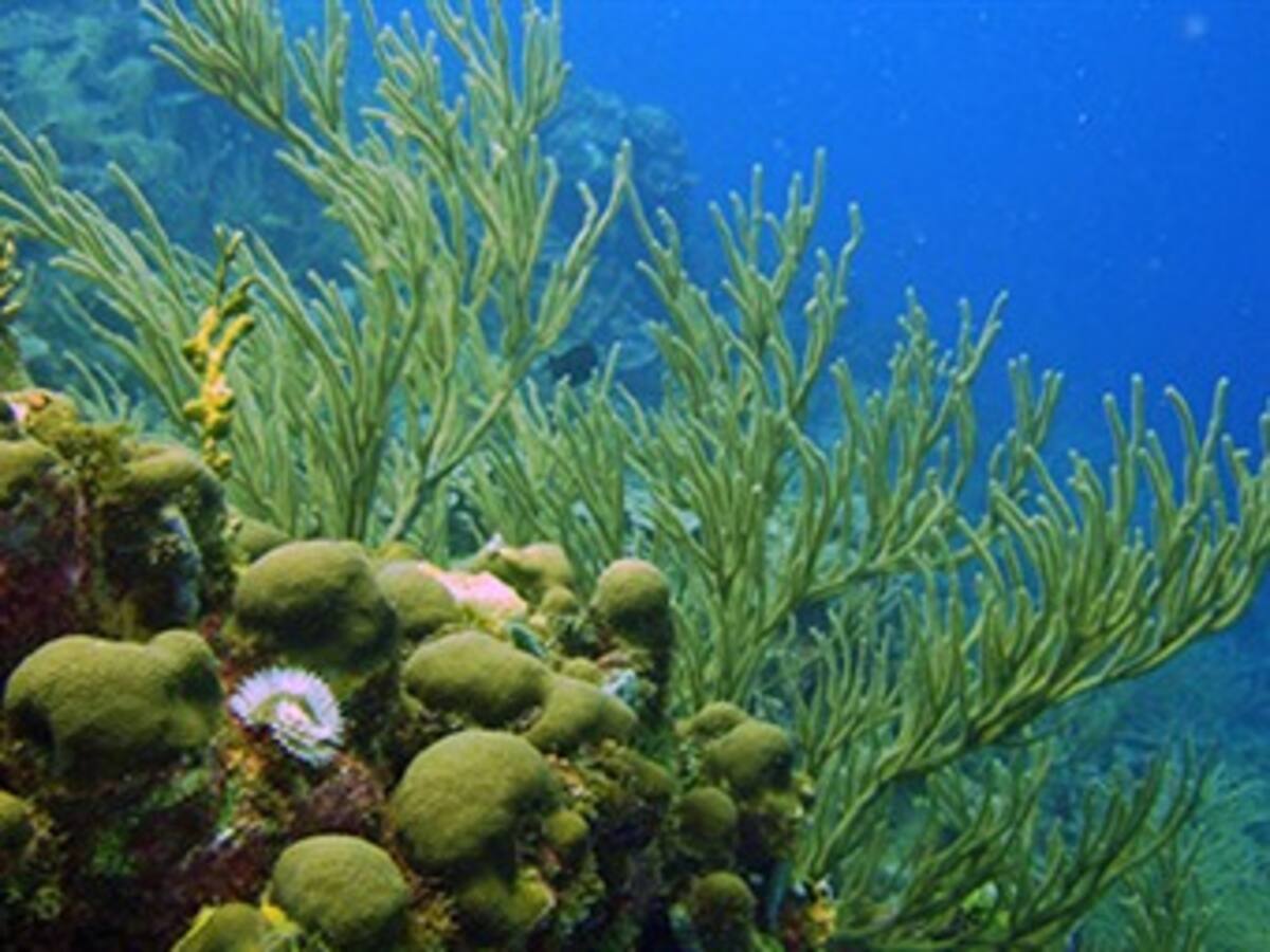 Planeta caracol se sumergió en las aguas del Parque Natural de los Corales