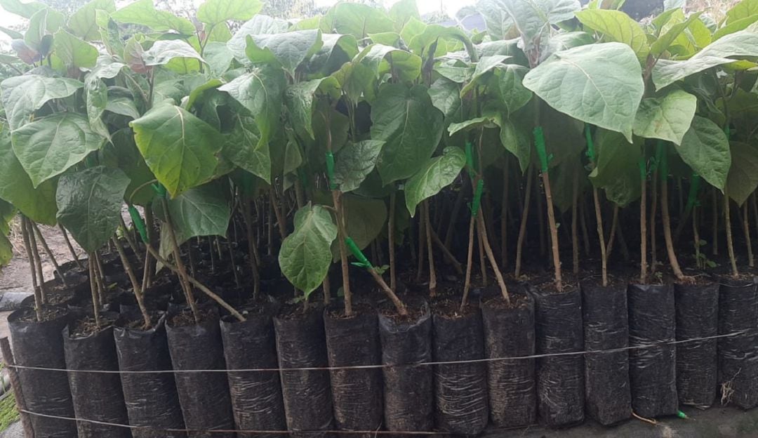 Injertos para nueva varidad de tomate de árbol