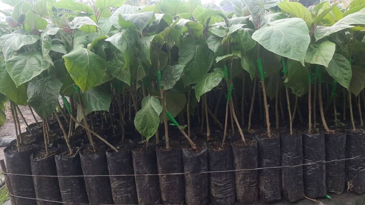 Tomate de árbol, fruta económica y muy nutritiva