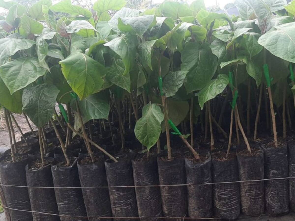 Tomate de árbol, fruta económica y muy nutritiva