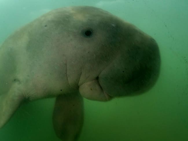 Fallece bebé dugongo en Tailandia por ingerir plástico que arrojan al mar