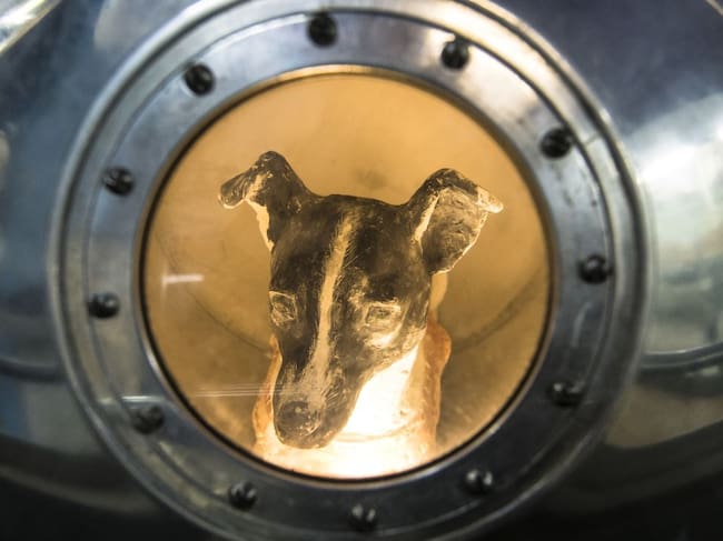 Laika, el primer animal en ir al espacio. Foto: Gettyy Images.