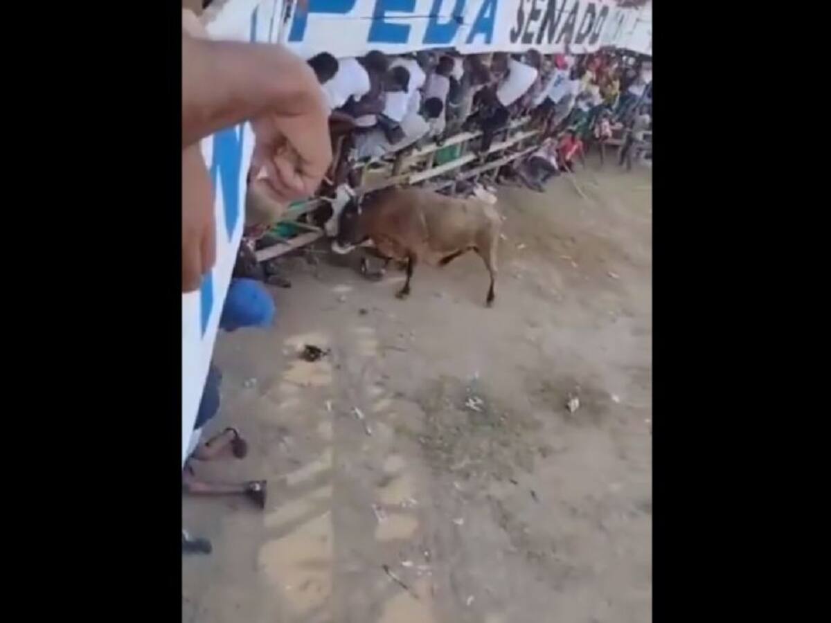Murió hombre tras ser corneado por un toro en Barranca Vieja, Bolívar
