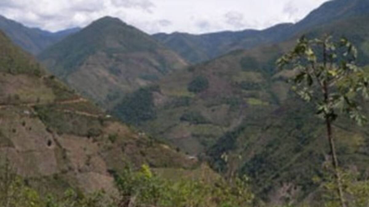 Bosques colombianos desaparecerían en menos de cien años