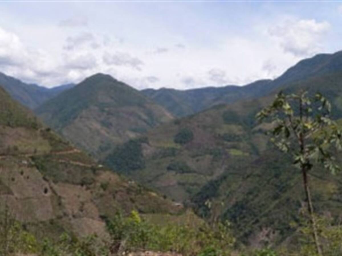 Bosques colombianos desaparecerían en menos de cien años