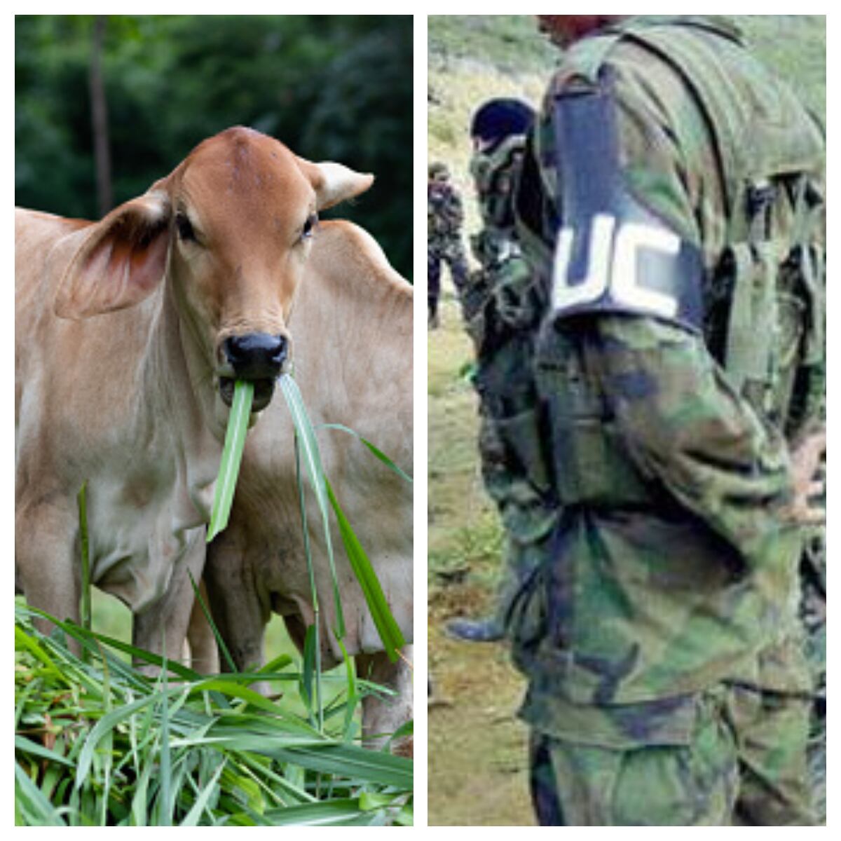 JEP seguirá interrogando a exdirectivos del  Fondo Ganadero de Córdoba