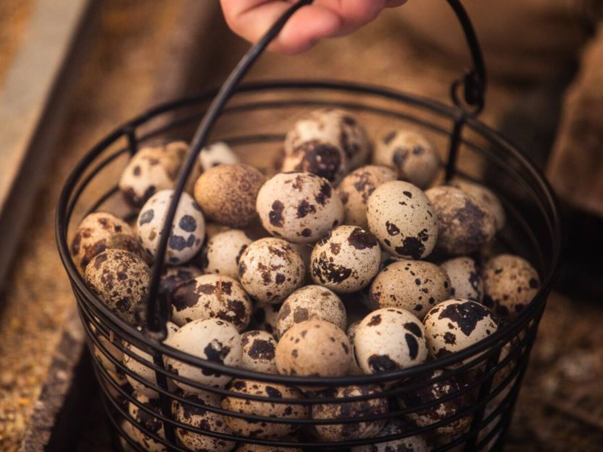 “Esperamos entregar hasta 20.000 aves”: Alcalde de Madrid