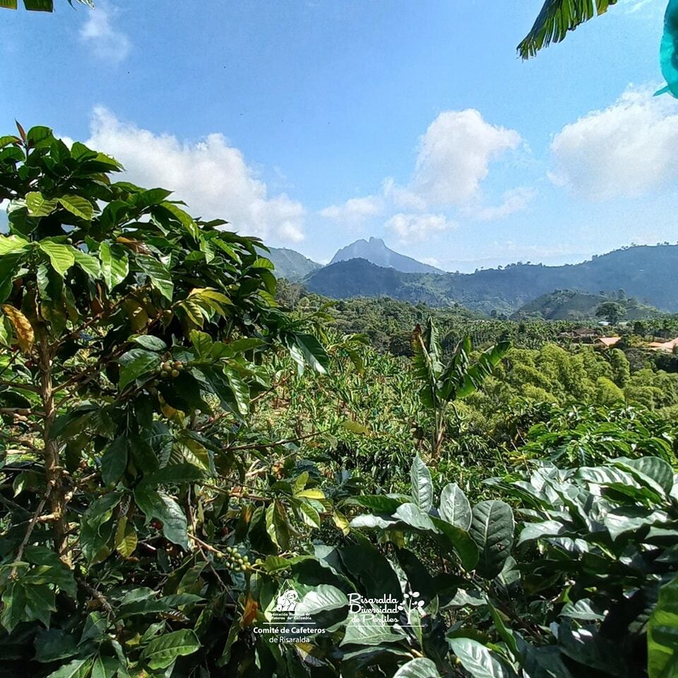 Imagen de archivo - Comité de Cafeteros de Risaralda.