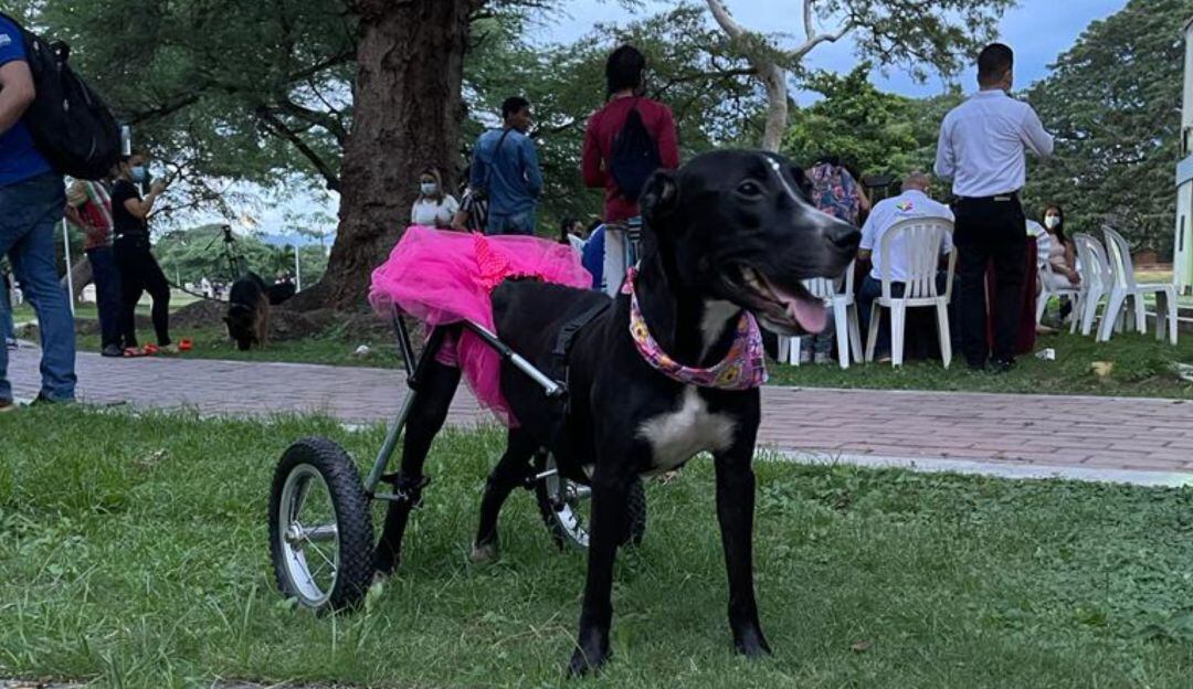 Pasarela canina