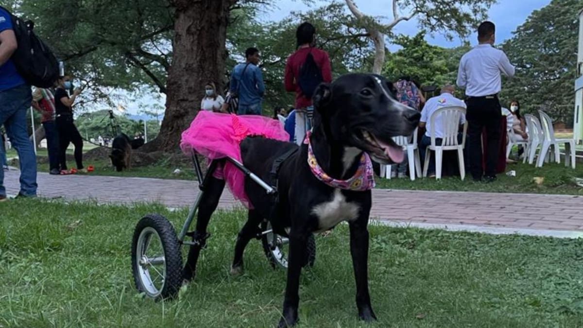 Pasarela Canina para afianzar espacios de inclusión en Unimagdalena