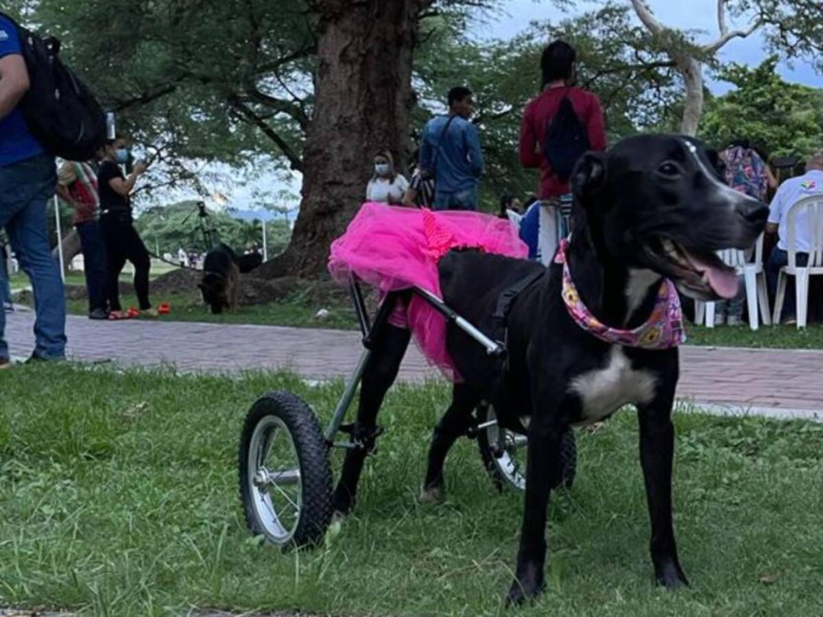Pasarela Canina para afianzar espacios de inclusión en Unimagdalena