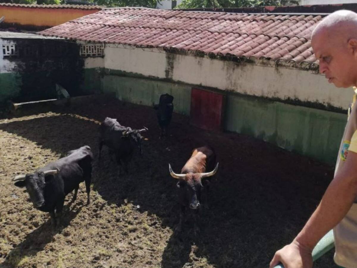 Toros incautados en corralejas de Bayunca son atendidos por UMATA