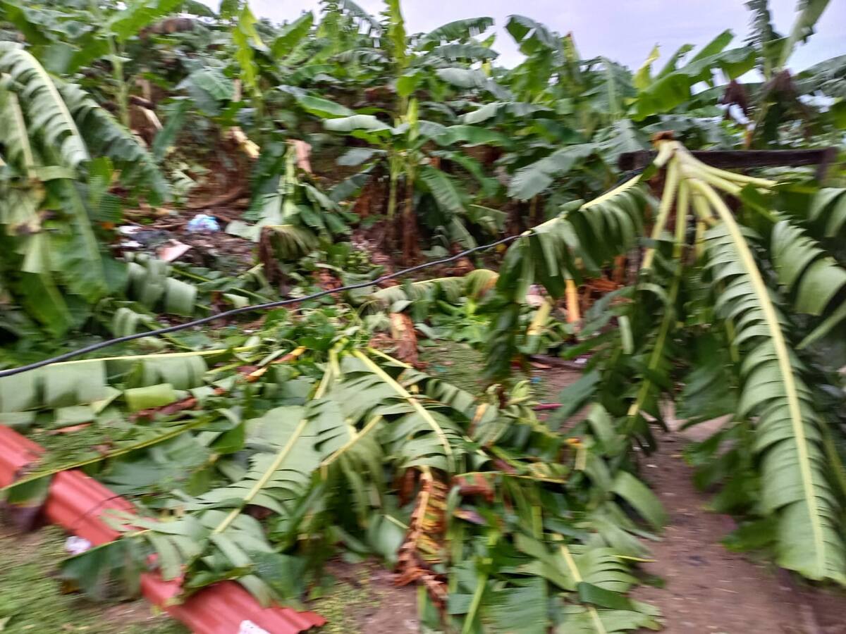 Cultivos arrasados y casas destechadas por vendaval en Córdoba