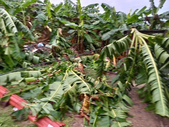 En Córdoba, hay millonarias pérdidas por los cultivos arrasados.