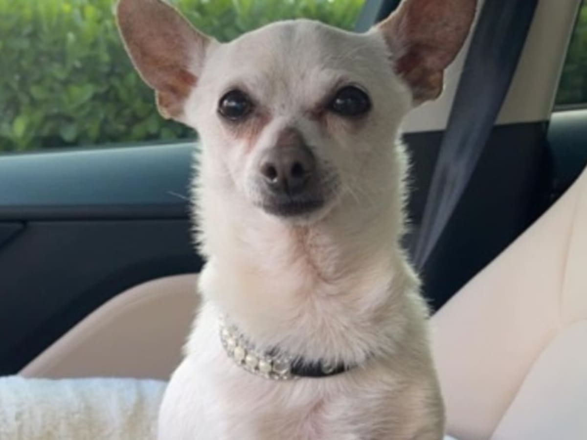 El perro más viejo del mundo y el secreto de la dueña para su longevidad