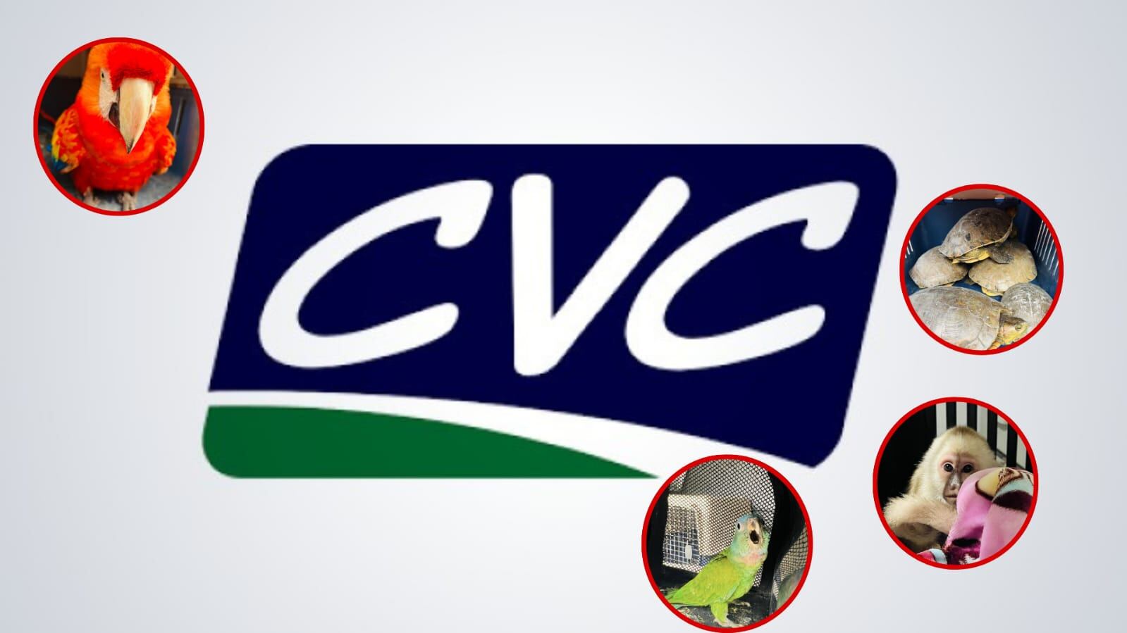 CVC rescata fauna silvestre en riesgo en municipios del norte del Valle.