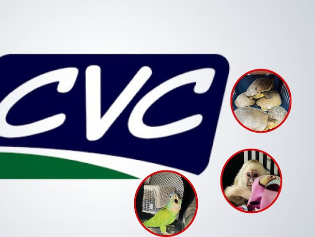 CVC rescata fauna silvestre en riesgo en municipios del norte del Valle.