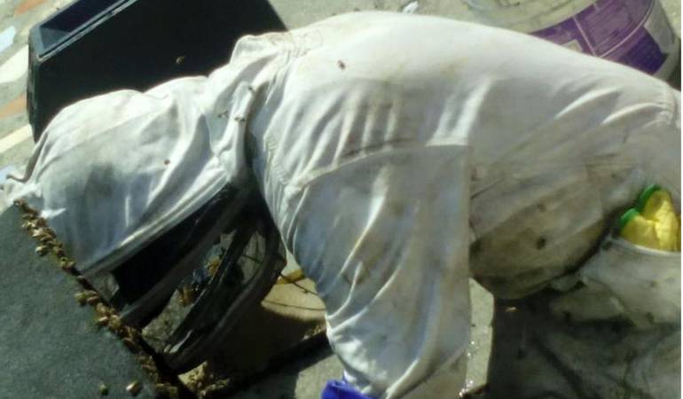 400 llamados de emergencia por abejas ha recibido en  el último año la autoridad ambiental del Quindío.