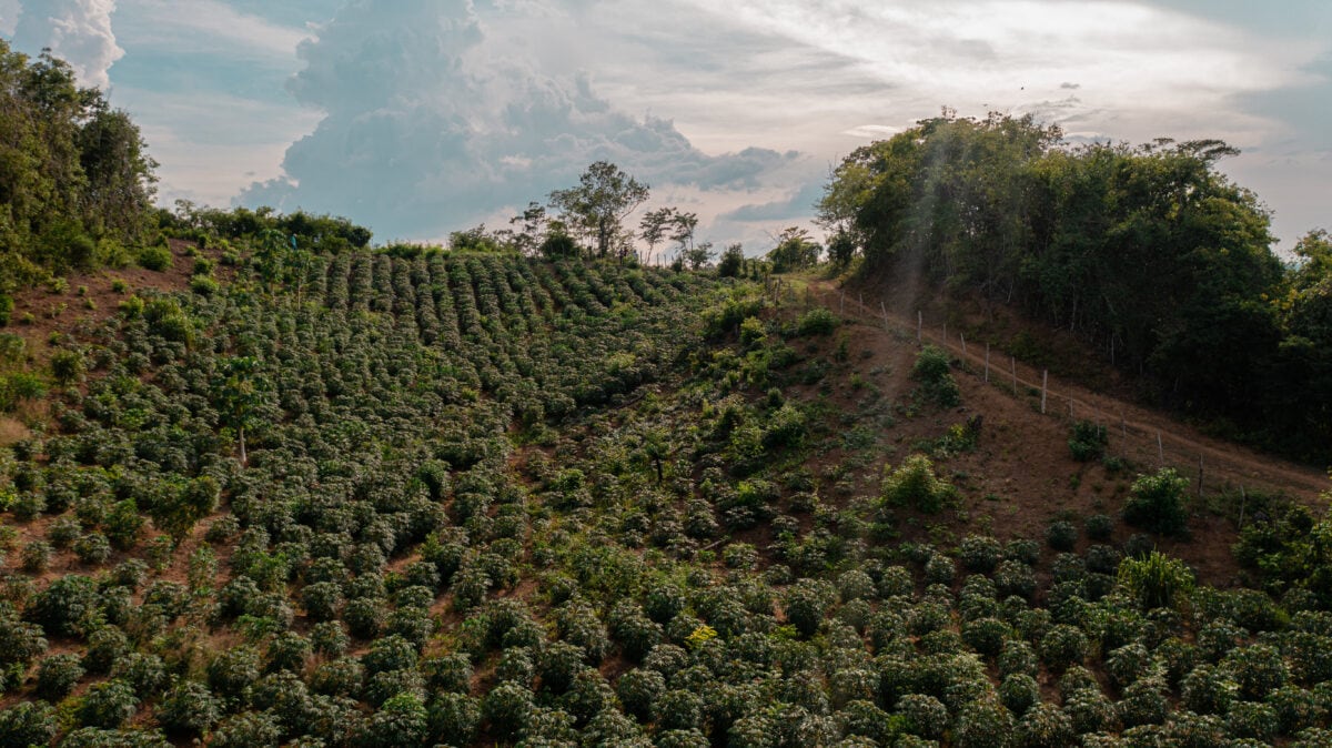 Perdidas en frutas, café y ganado.