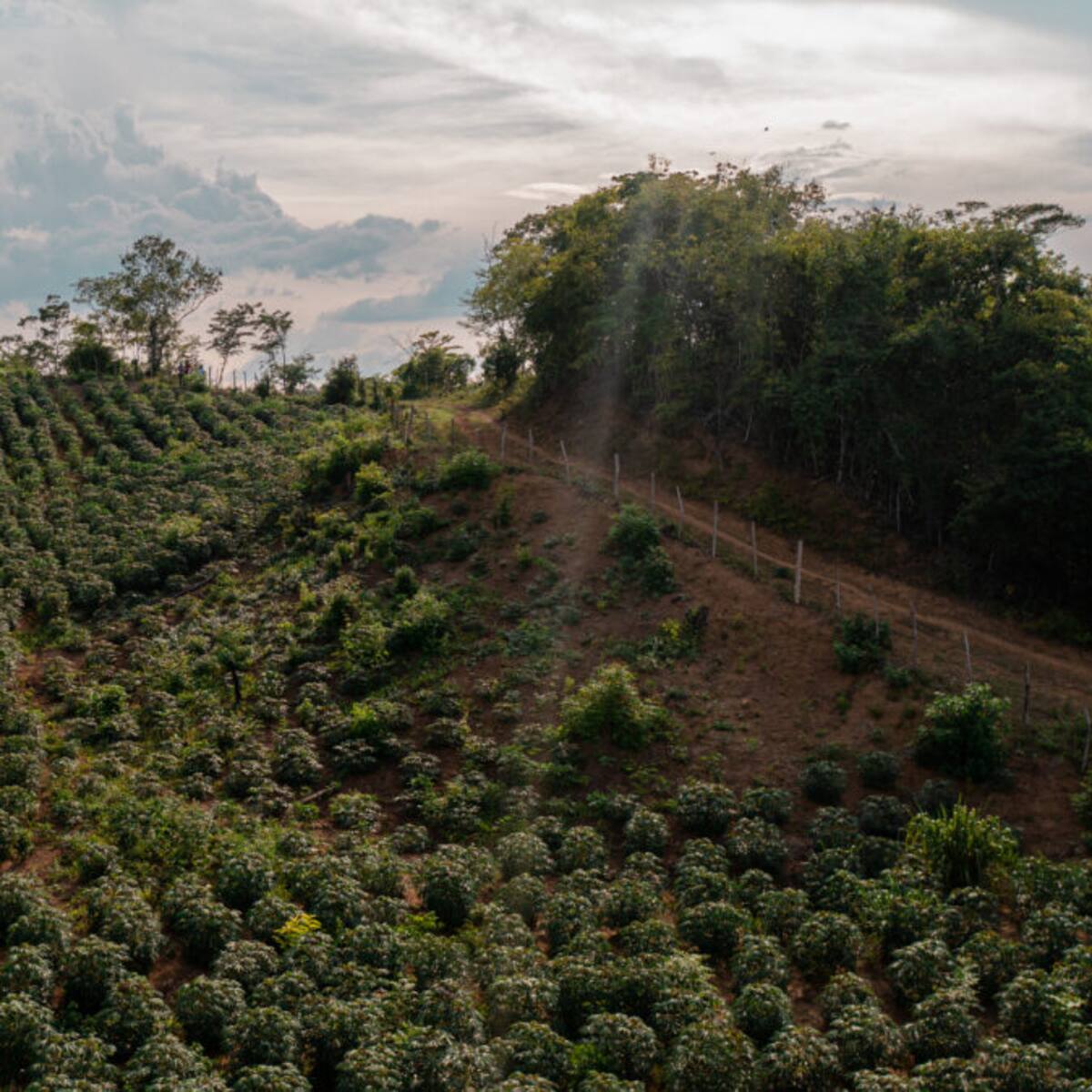 Más de cinco mil hectáreas se han visto afectadas en el Huila, por la temporada de sequía